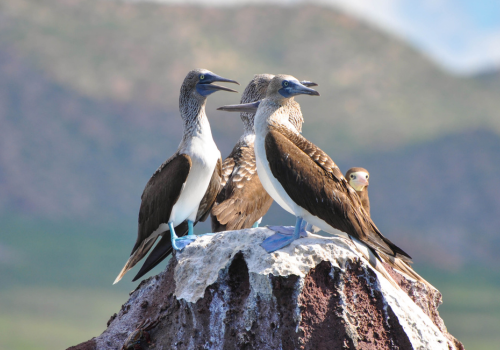 blue footed booby