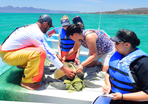 turtle research