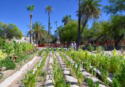 garden2
