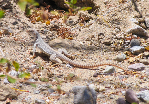 iguana